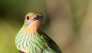Female Purple Honey creeper, Asa Wright Nature Center, Trinidad